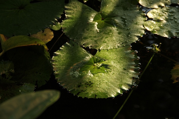 Phalaenopsis   016.jpg